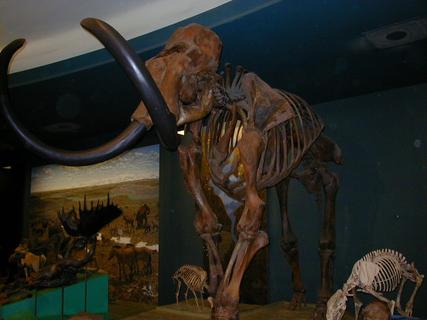 Woolly mammoth skeleton<br>Location: <a href="https://www.google.com/maps/search/?api=1&query=38.89096,-77.02601" target="_new">Smithsonian National Museum of Natural History</a>
